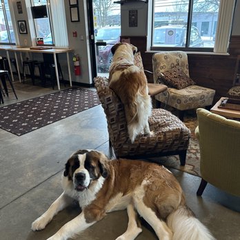 1st Republic Brewing - The welcoming committee! - Breweries Near Me - Essex Junction, Vermont