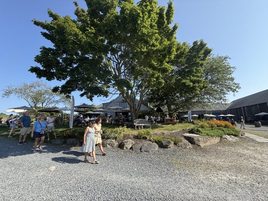 Sakonnet Vineyard by null