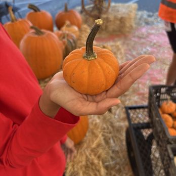 Fallstivities Pumpkin Patch - Free mini pumpkins! - Pumpkin Patches Near Me - Cerritos, California Fallstivities Pumpkin Patch - Free mini pumpkins! - Pumpkin Patches Near Me - Cerritos, California