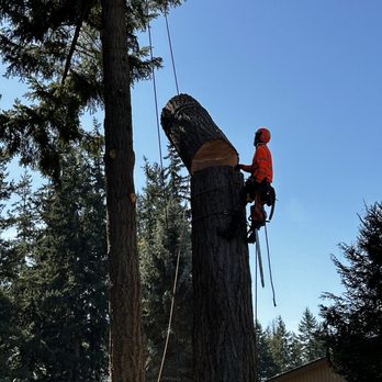 Golden Coast Tree Care - Almost to the end of the haul - Tree Services Near Me - Yelm, Washington