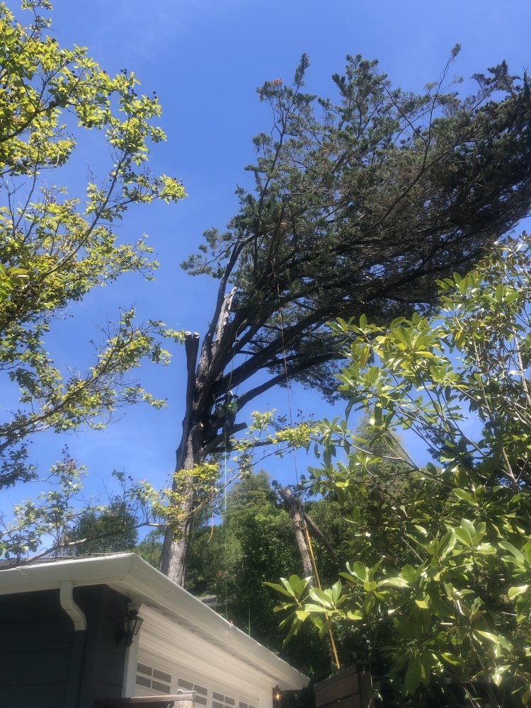 East Bay Tree Service, Inc. Reviews 2024 Trustindex.io