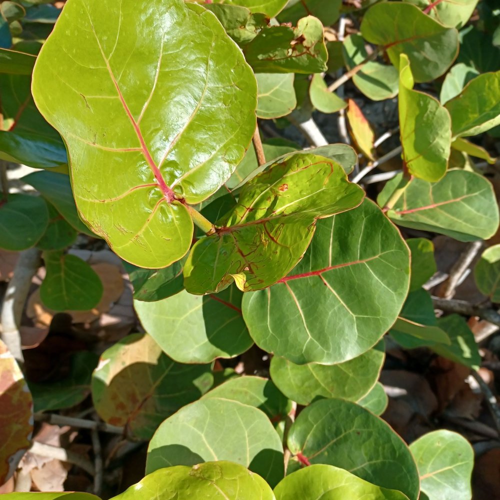 Jensen Beach - This foilage is called Sea Plums, it's big, hearty & pretty all around the beaches here. - Beaches Near Me - Jensen Beach, Florida Jensen Beach - This foilage is called Sea Plums, it's big, hearty & pretty all around the beaches here. - Beaches Near Me - Jensen Beach, Florida