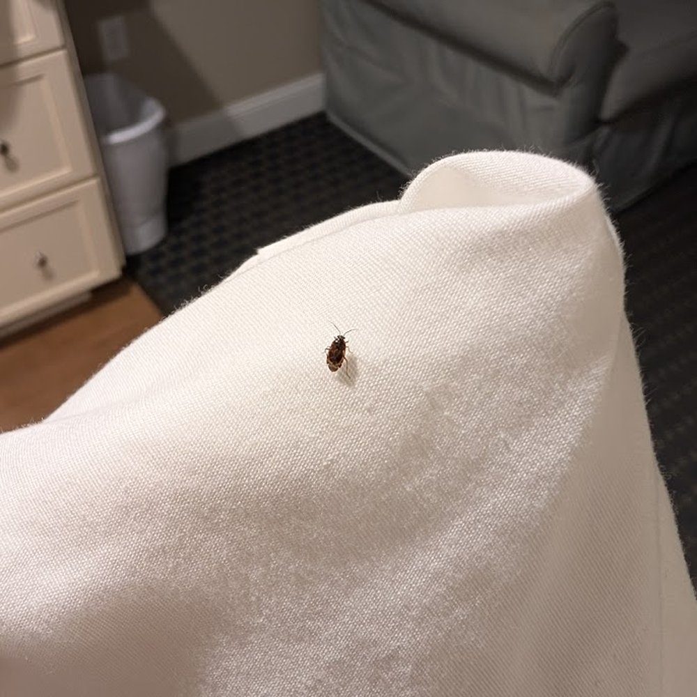 Studio East Motel - Bed Bug - Hotels Near Me - Ogunquit, Maine Studio East Motel - Bed Bug - Hotels Near Me - Ogunquit, Maine