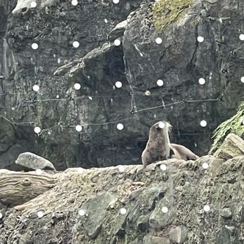 Maryland Zoo in Baltimore - Sea Lion - Zoos Near Me - Baltimore, Maryland