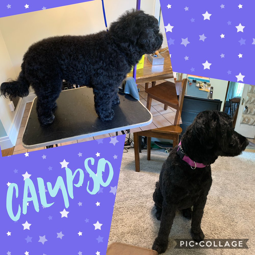 GROOMS BY ARYN Updated June 2024 Cheektowaga, New York Pet