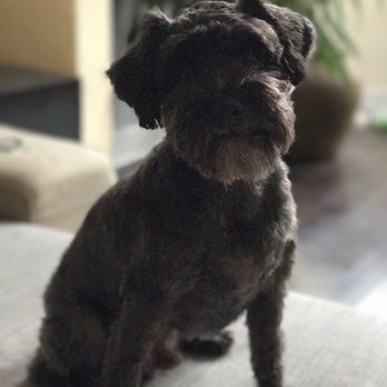 Walter's Pet Styles - No mats. Happy dog. - Pet Groomers Near Me - New York, New York Walter's Pet Styles - No mats. Happy dog. - Pet Groomers Near Me - New York, New York