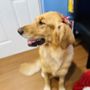 Photo of Pampered Paws Dog Day Care