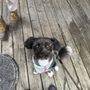 Photo of New Hope Pet Grooming
