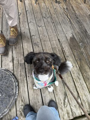 New Hope Pet Grooming