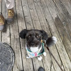 New Hope Pet Grooming