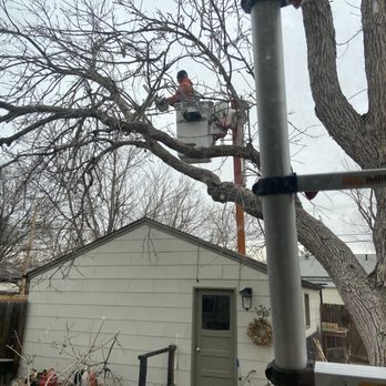 Man VS Treez - A person is working on a tree using a bucket lift in a residential backyard, with a small shed and leafless trees visible. - Tree Services Near Me - Aurora, Colorado