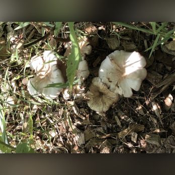 Red Bank Elementary School - Mushrooms on Trail - Elementary Schools Near Me - Chattanooga, Tennessee