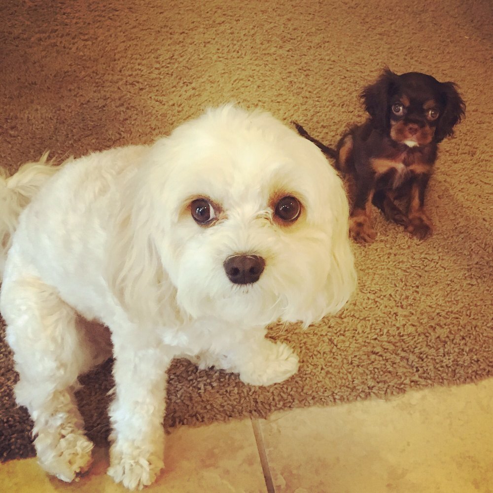 Lisas Fancy Paws Puppies - Our happy, healthy Cavachons! - Pet Breeders Near Me Lisas Fancy Paws Puppies - Our happy, healthy Cavachons! - Pet Breeders Near Me
