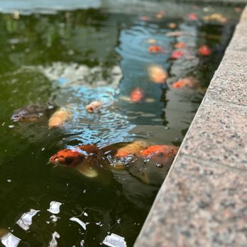 Hyatt Regency Houston West - Fish - Hotels Near Me - Houston, Texas