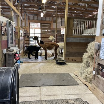 Lost Mountain Alpaca Ranch - Attraction Farms Near Me - Powder Springs, Georgia