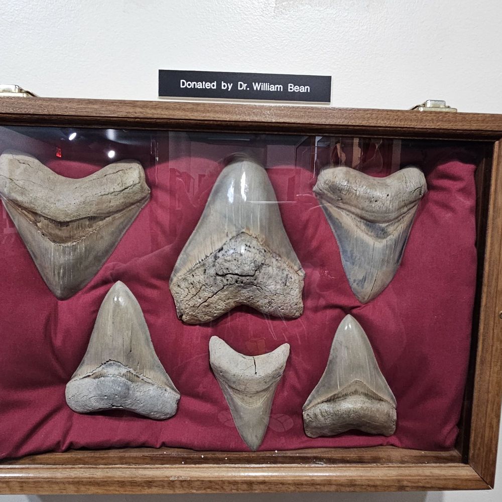 Aurora Fossil Museum - megladon found locally - Museums Near Me - Aurora, North Carolina