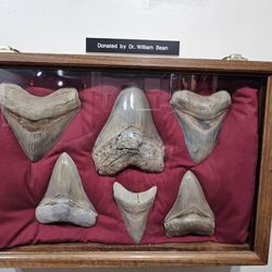 Aurora Fossil Museum - Megladon found locally