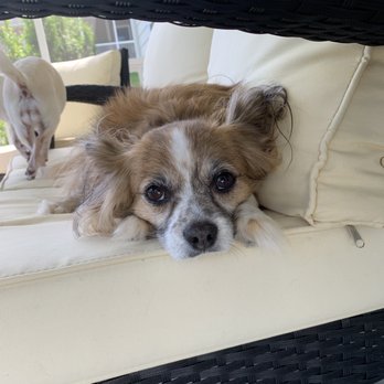Catering to Cats and Dogs - Pet Adoption Near Me Catering to Cats and Dogs - Pet Adoption Near Me