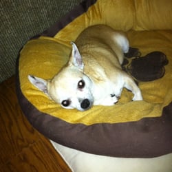 University Animal Clinic - August 2011 - A happy, healthy Chihuahua!