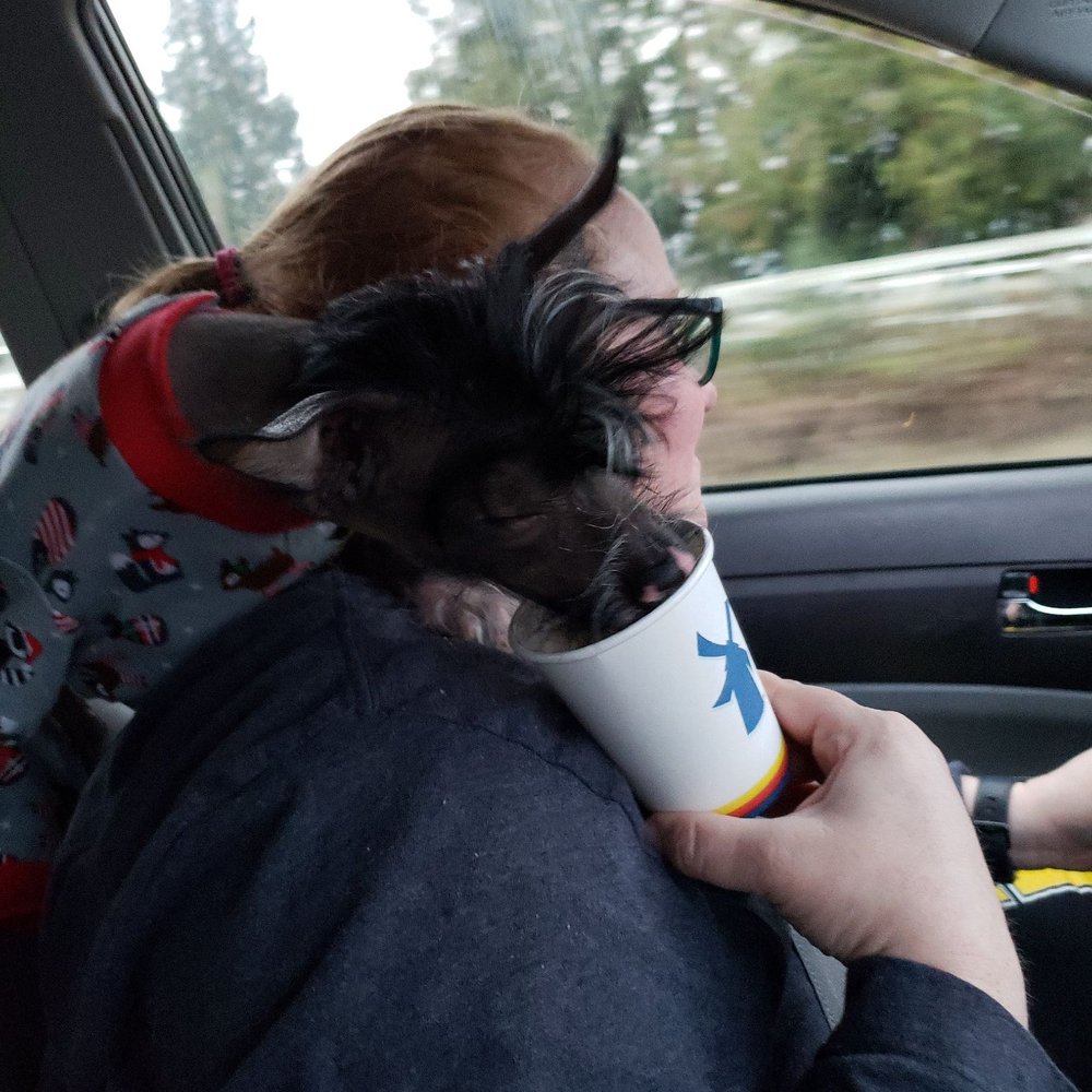 Dutch Bros Coffee - Coffee & Tea Near Me - Sweet Home, Oregon Dutch Bros Coffee - Coffee & Tea Near Me - Sweet Home, Oregon