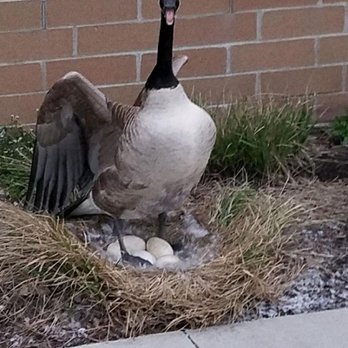Timberline Wildlife Services - Licensed professional geese agent. - Wildlife Control Near Me Timberline Wildlife Services - Licensed professional geese agent. - Wildlife Control Near Me