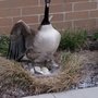 Photo of Timberline Wildlife Services
