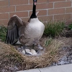 Timberline Wildlife Services - Licensed professional geese agent.