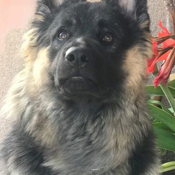 Low Cost Spay/Neuter Clinic - Big boy also neutered there - Veterinarians Near Me - Kingman, Arizona Low Cost Spay/Neuter Clinic - Big boy also neutered there - Veterinarians Near Me - Kingman, Arizona