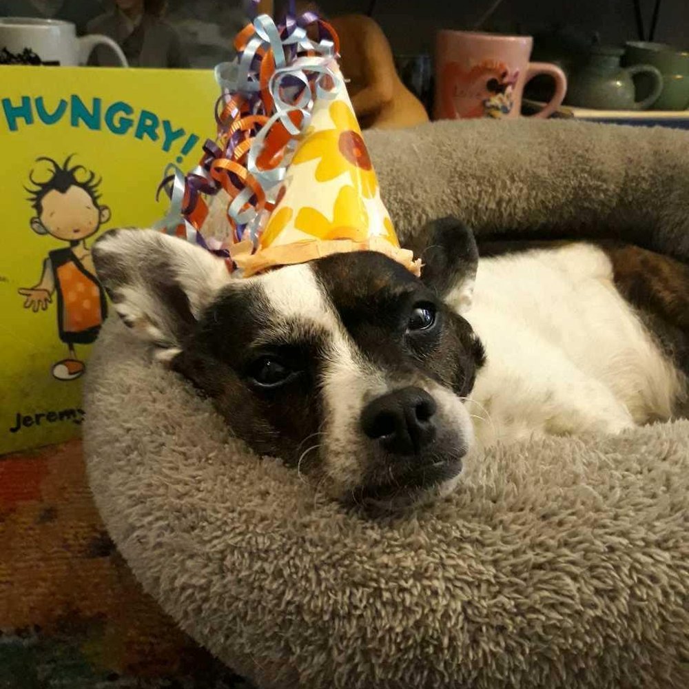 Homeless To Forever Foundation - Lemme know when the paartay snacks get here - Pet Adoption Near Me - Arcadia, California Homeless To Forever Foundation - Lemme know when the paartay snacks get here - Pet Adoption Near Me - Arcadia, California