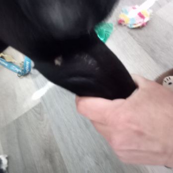 Beach City Dogs - It looks like k-9 bites - Pet Training Near Me - Oceanside, California Beach City Dogs - It looks like k-9 bites - Pet Training Near Me - Oceanside, California