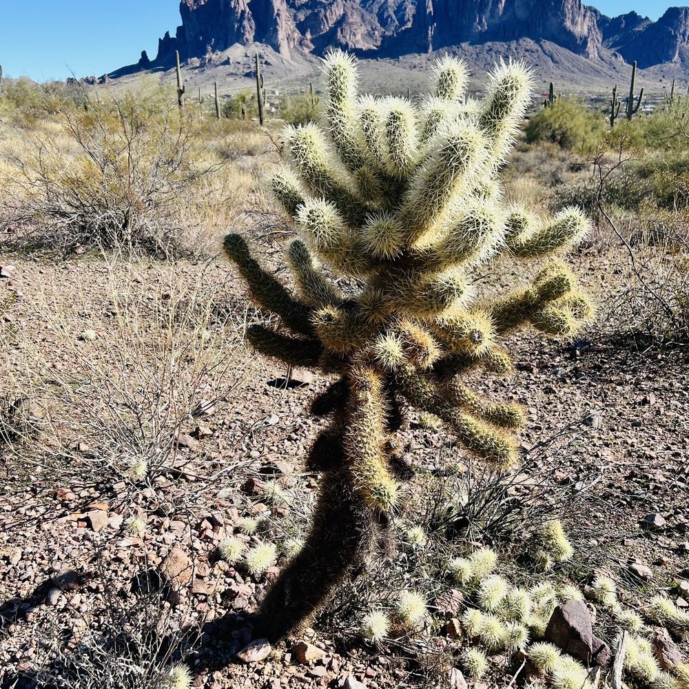 Superstition Mountain Lost Dutchman Museum - Jumping cactus - Museums Near Me - Apache Junction, Arizona Superstition Mountain Lost Dutchman Museum - Jumping cactus - Museums Near Me - Apache Junction, Arizona