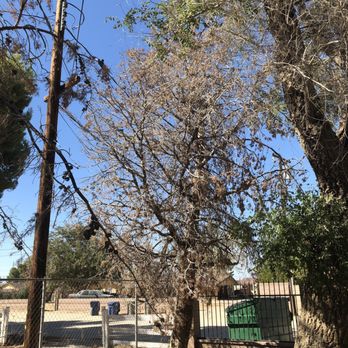 Tip Top Arborists - Before - Tree Services Near Me - Lancaster, California