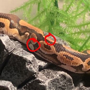 PetSmart - Proof of the mites that we were told were not there - Pet Training Near Me - Tarentum, Pennsylvania PetSmart - Proof of the mites that we were told were not there - Pet Training Near Me - Tarentum, Pennsylvania