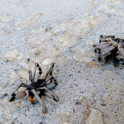 Primo Pest Solutions - Utah spider control experts! Primo Pest Solutions eliminates black widows, hobo spiders, and other dangerous spiders