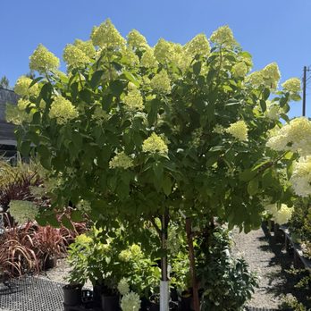 Stafford Ridge Nursery - Limelight Hydrangea - Nurseries & Gardening Near Me - West Linn, Oregon Stafford Ridge Nursery - Limelight Hydrangea - Nurseries & Gardening Near Me - West Linn, Oregon