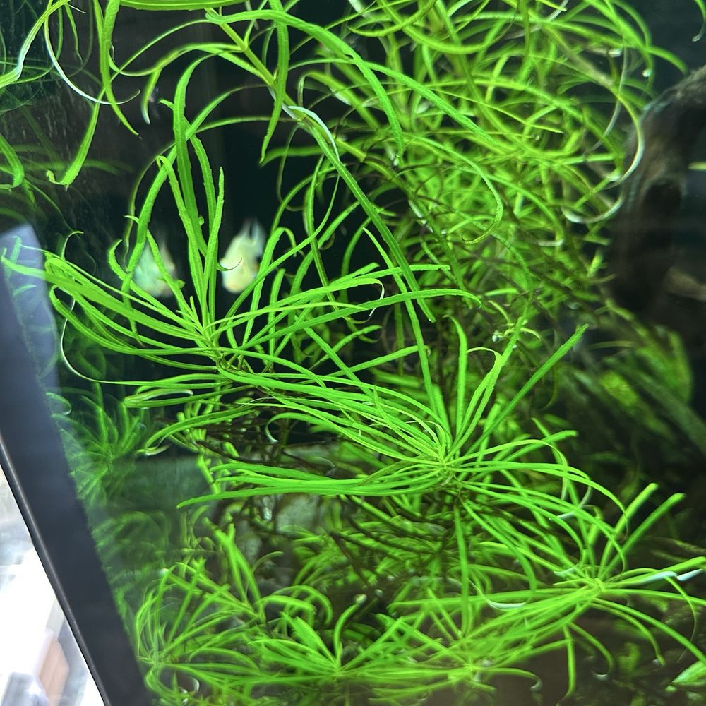 Burbank Scales N Tails - Wanted this plant in a display tank, wasn't priced for sale. The staff asked the boss and accommodated me. - Pet Stores Near Me - Burbank, California Burbank Scales N Tails - Wanted this plant in a display tank, wasn't priced for sale. The staff asked the boss and accommodated me. - Pet Stores Near Me - Burbank, California