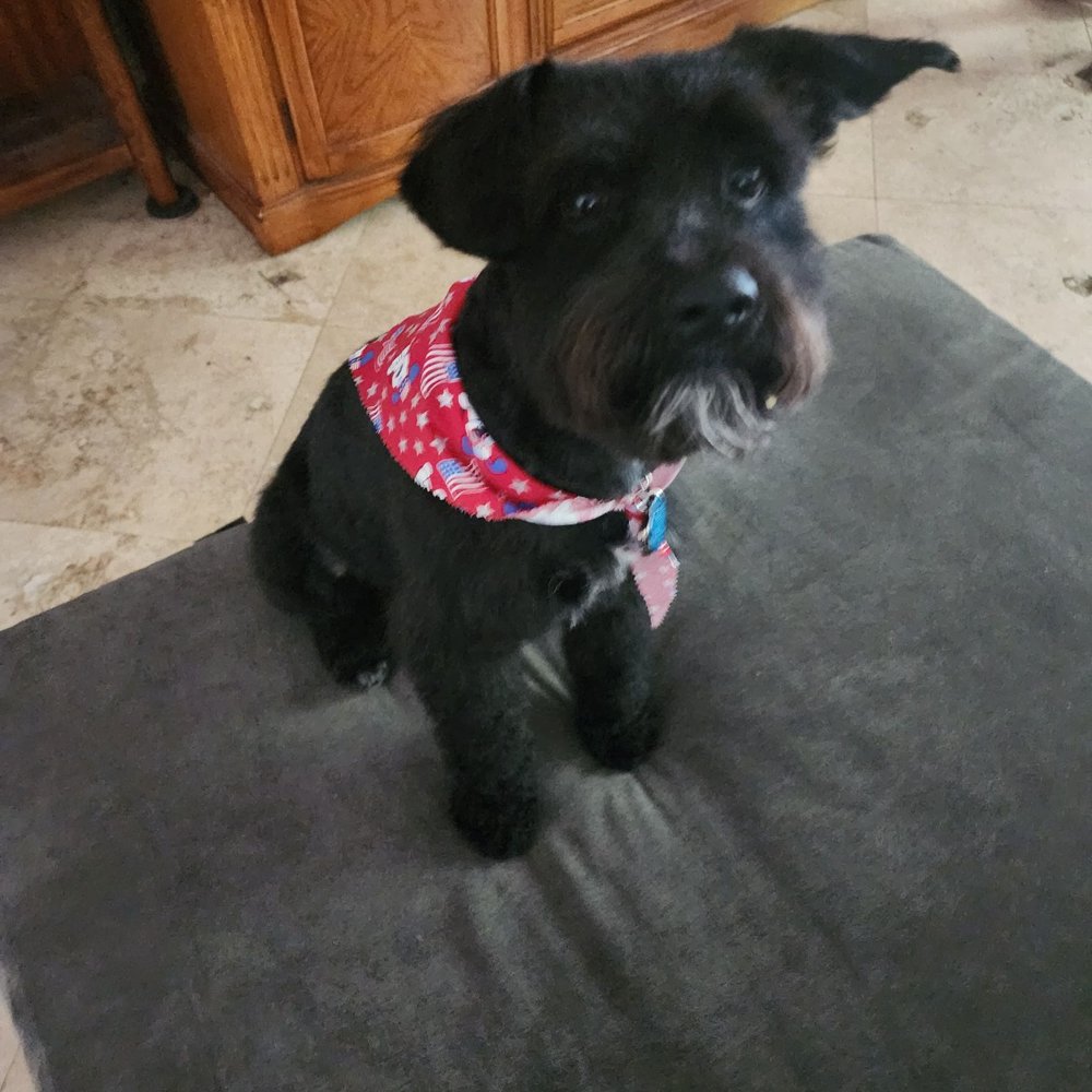 The Fur Gala - Pet Groomers Near Me - La Mesa, California The Fur Gala - Pet Groomers Near Me - La Mesa, California