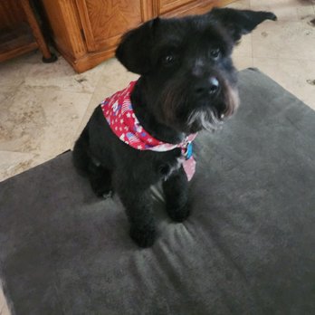 The Fur Gala - Pet Groomers Near Me - La Mesa, California