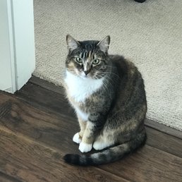 A well cared for cat. A well cared for cat.