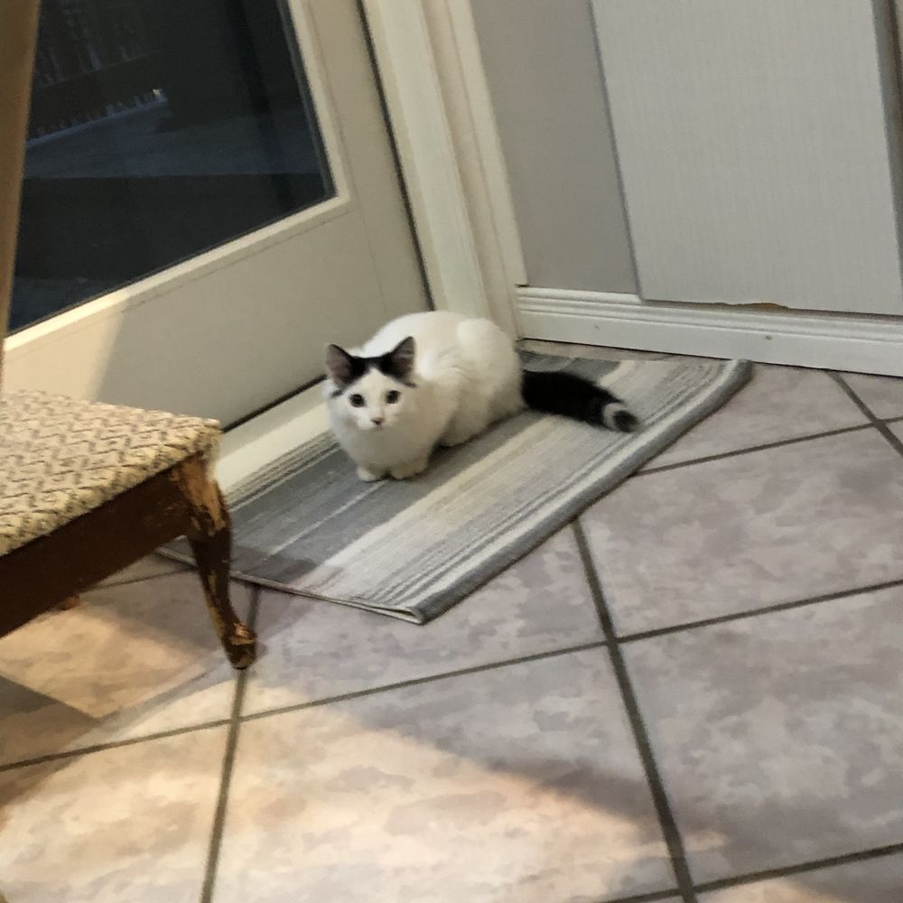 Annex Cat Rescue - Animal Shelters Near Me