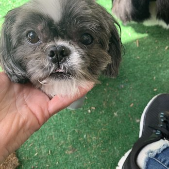 PetSmart Dog Training - This is supposed to be a teddy bear face! - Pet Groomers Near Me - Sonora, California PetSmart Dog Training - This is supposed to be a teddy bear face! - Pet Groomers Near Me - Sonora, California