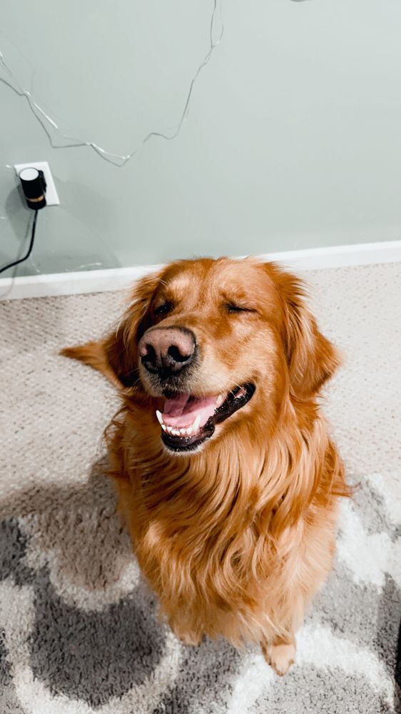 Aiden’s Pet Services - pet boarding facility in Longmeadow, MA