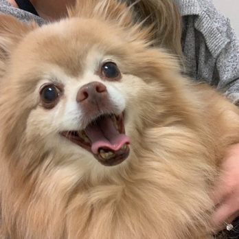Echo Vet Cardio - Veterinarians Near Me - Tustin, California