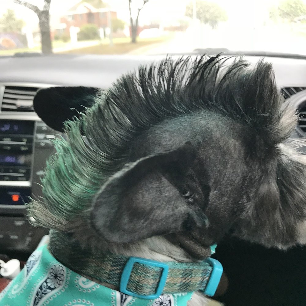 Pretty Pup has the sweetest and most talented groomers. Loved on my dog for 12 years. Bekah knows how to make a mean Mohawk!