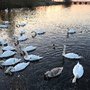 Photo of Chasewater Railway, Chasewater Country Park