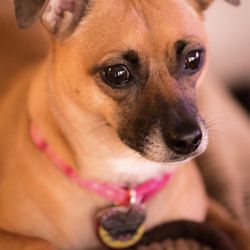 Mobile House Call Veterinarian: Euthanasia