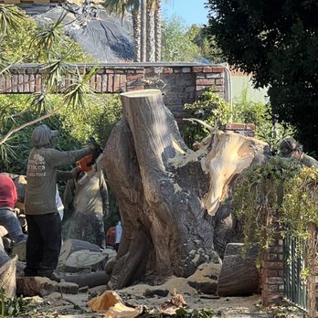 Inexpensive Tree Services - Tree Services Near Me - Los Angeles, California