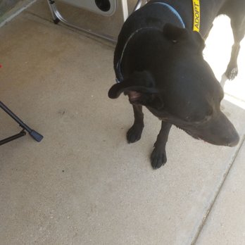 Highland Lakes Spca - Animal Shelters Near Me Highland Lakes Spca - Animal Shelters Near Me