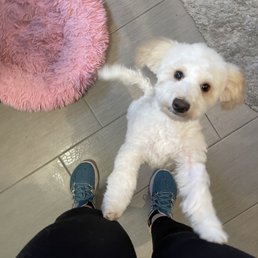 Gus' new haircut. Gus' new haircut.