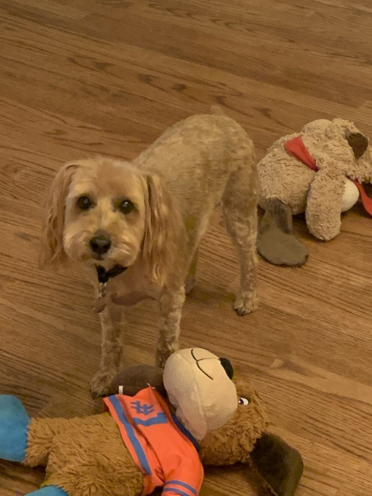 FANCY PAWS PET GROOMING Updated October 2024 28 Photos & 10 Reviews 5900 Southmoor Dr